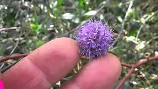 Devil's-bit Scabious ( Succisa pratensis ) , Inula Hookeri or Hookerii and Verbena bonariensis