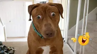 Hilarious Dogs That Will Make You Laugh Instantly 😂🐶 Funny Dog Video 2026