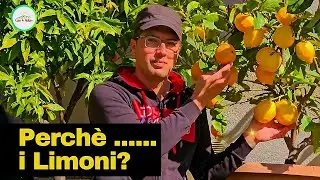 Nessuno Ti Dice Questo sul LIMONE - Coltivare i LIMONI RICHIEDE CONOSCENZA E COSTANZA