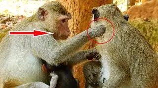 Piper Monkey Was Give Best Grooming For April Monkey During Her Baby Get Milk