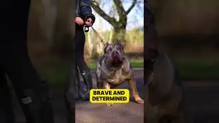 Pitbull vs Cane Corso Fight