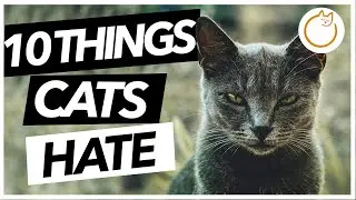 TOP 10 Things Cats HATE - Avoid These Things!