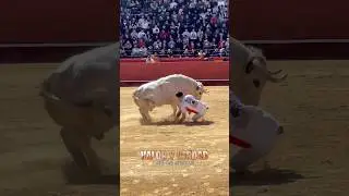 Susto de rodillas en Valencia Fallas, Rampeta #shorts