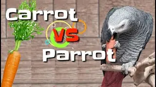 Carrots for Parrots