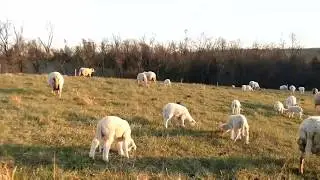 Springtime on the Farm