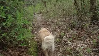 secret salmonberry trail asmr. everything is asmr everyday
