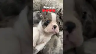 #bulldogs #bulldogsofinsta #frenchies #frenchiebulldog #bulldoglovers #frenchbulldogpuppiesforsale