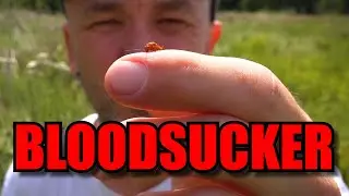 Bloodsucker - A Beetle with interesting names - Common Red Soldier Beetle