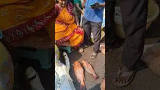 💥🐠Kasimedu Red Koduva fish good price | Kasimedu fish market #barramundifish #fish #trending #shorts