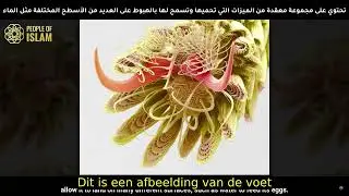 Het voorbeeld van de mug is genoeg om #miracle te bekeren. #Dutch