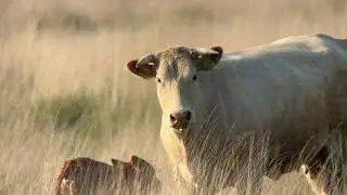 Natuurwandeling Kampina Zandbergsvennen
