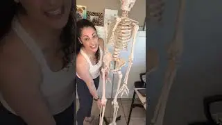 The Quads - Quadriceps Femoris Group, Origins, Insertions, Actions, Bony Landmarks