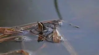 Western Chorus Frog Call - Pseudacris Triseriata (Striped Chorus Frog)