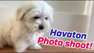 How to take puppy pictures - Havaton puppy - Funny!