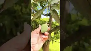 Kesar Mango Live Plant