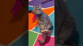 🐾 Laugh-Out-Loud Cat Compilation 😹 Cute & Funny Cat Moments You&rsquo;ll Love #catvideos
