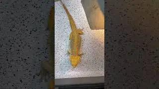 #Doritos #beardeddragon #fypシ #dragon #lizard #reptiles #reptile # #funny #cute ￼#fyp #fypシ゚viral