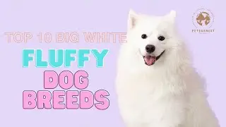 Fluff-tastic! Discover the Top 10 Big White Fluffy Dog Breeds 🐾 |  Big White Fluffy Dog Breeds |