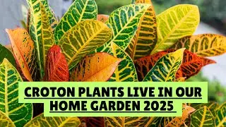 Croton Plants Live 🌿 | Colorful Crotons Growing in Our Home Garden 2025