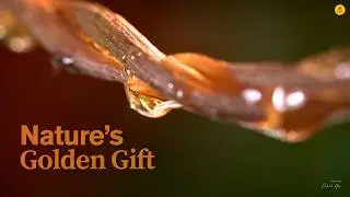The Purest Pour 🍯 | Honey Hut Acacia Honey | Cinematic Product Film