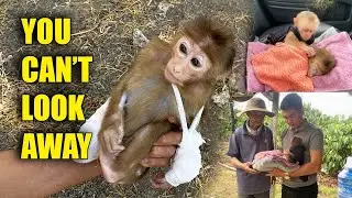 Heartbreaking Scene | The Skinny Monkey And The Race Against Time 🐒