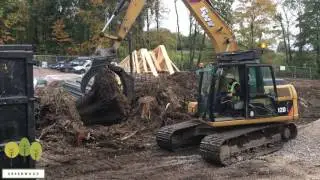 Tree Stump