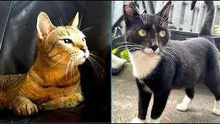 Our Three Cats Adjust to Former-Feral Tuxedo Cat Chi 🐾 & Our Found Family Grows