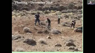 Establishment of new populations of endangered Holmgren&rsquo;s milkvetch from direct seeding.