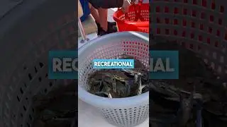Best Maryland Crabbing Gear is&hellip;🦀😳 #trotline #crabbing #chesapeakebay