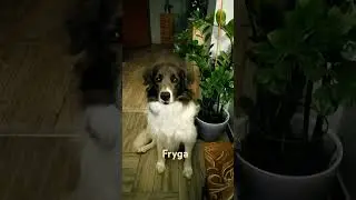 Fryga w PSI DOgMEK #hotel #pies #psidogmek #petsitter #szczecin #bordercollie