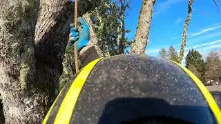 Part 4, Big Leaf Maple. 2 climbers,  one tree.  #hazardtrees #pnw #Oneearthtreecare #arborist 