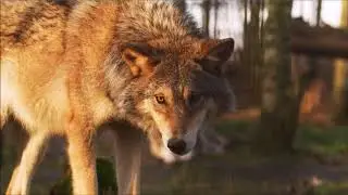 Der Tiger von Sabrodt