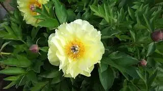 Пион GARDEN TREASURE