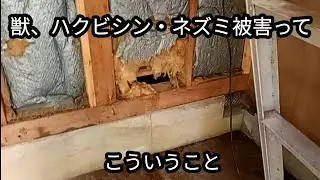 獣被害物件のリアル【ボロ物件移住家族47】