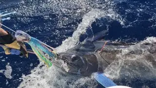 Amazing black marlin fishing off Exmouth