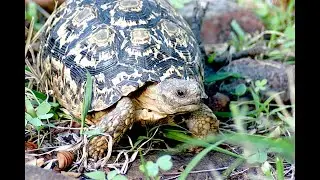 Leopard Tortoise . . . A simple story.