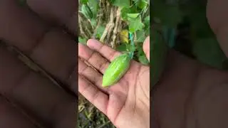 That Tindora All The Way On The Bottom #tindora #ivygourd #vegetables