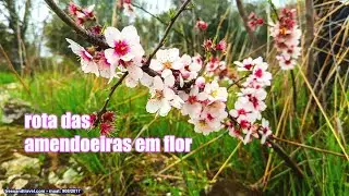 na rota das amendoeiras em flor - Foz Côa 2025