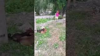 #мия#собаки#девочка#лето#дети#щенки#baby#kids#dogs#shots#babygirl#shortsyoutube#summer#live#добро