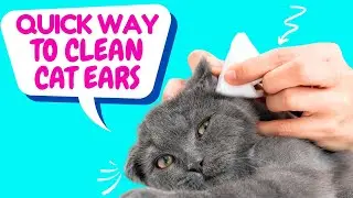 How to Clean Your Cat's Ear Easily At Home (Easiest way)