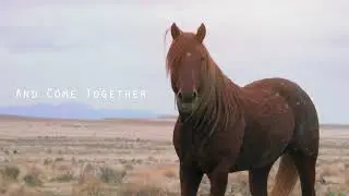 Trailer: Wild Lands Wild Horses 