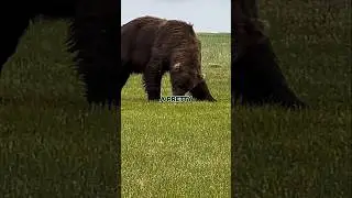 Joe Rogan on Why Sue Aikens Chose Bear Over Man 🐻