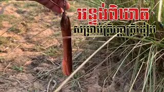 នុយអំបិល 