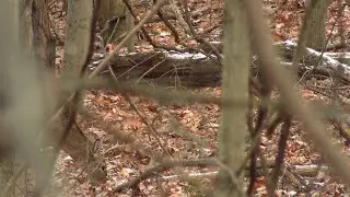 День открытия охоты на оленей с винтовкой в ​​Пенсильвании