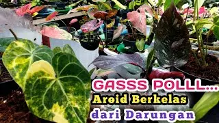 Berburu Tanaman Hias di petani Aroid Darungan