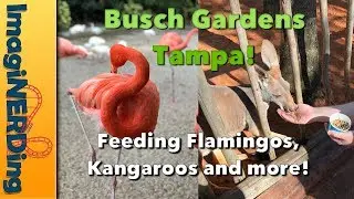 Busch Gardens Tampa Feeding Kangaroos and Flamingos and Visiting the Animal Care Center