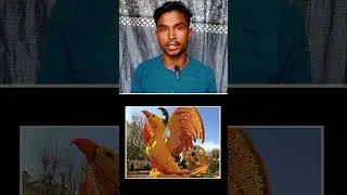 What is the Orange Festival?
