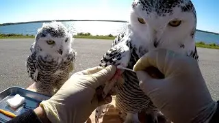 Rescuing a Snowy Owl Mother Trapped on a Barbed-Wire Fence – Her Chick Waiting for Her Below