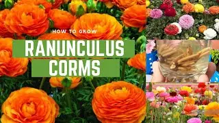 How to grow Ranunculus Bulbs I Ranunculus Corms I Winter Flower I Plantworld