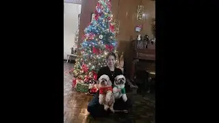 Dog Grooming